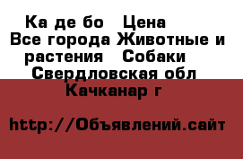 Ка де бо › Цена ­ 25 - Все города Животные и растения » Собаки   . Свердловская обл.,Качканар г.